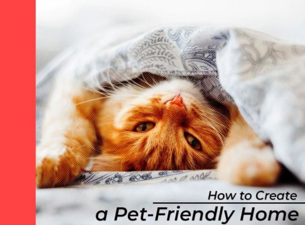 How to Create a Pet-Friendly Home 如何创建一个宠物友好型回家吗