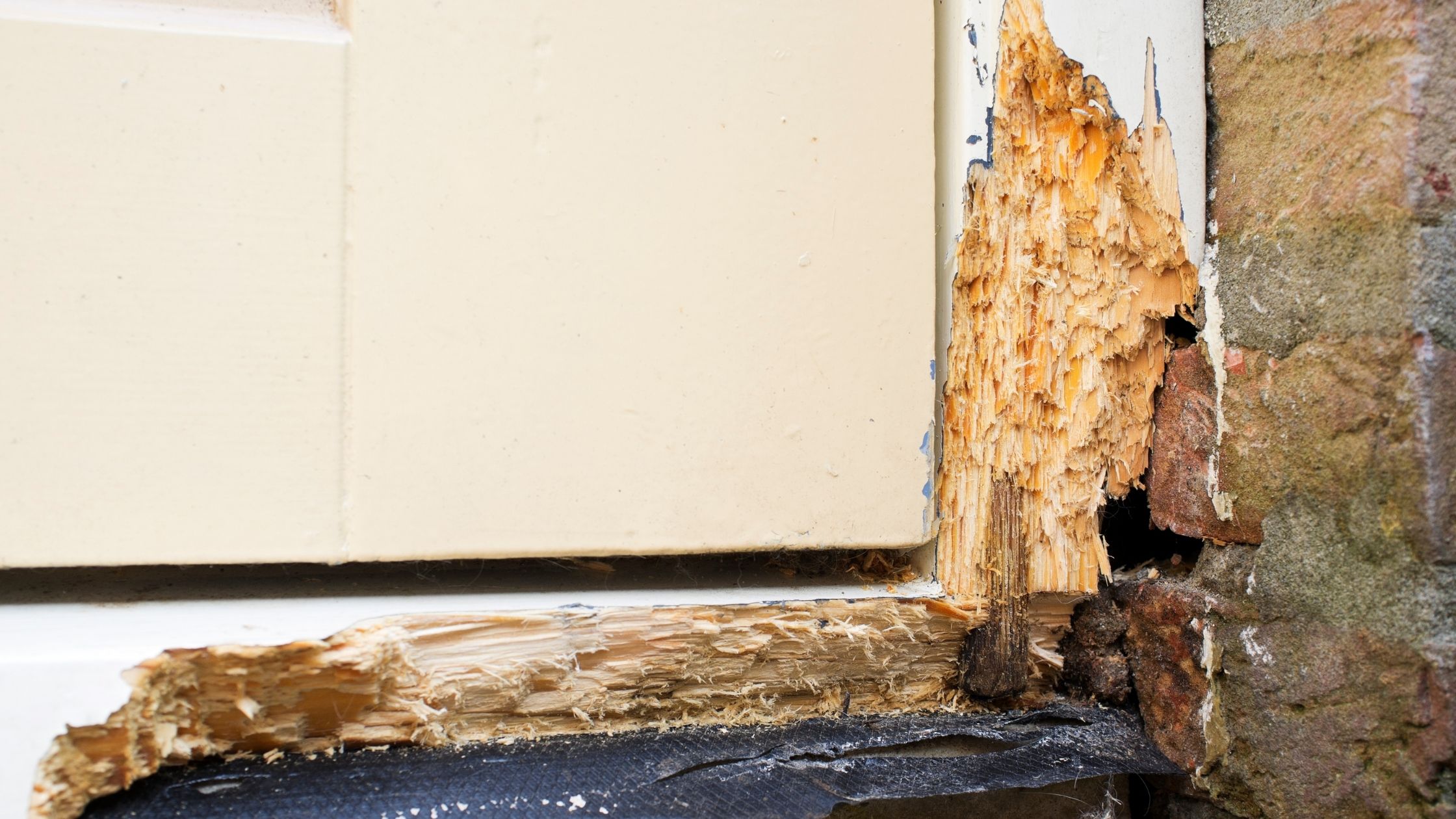 https://雷竞技下载链接官网appwww.explorizers.com/boise/wp-content/uploads/sites/11/2021/08/wood-rot.jpg