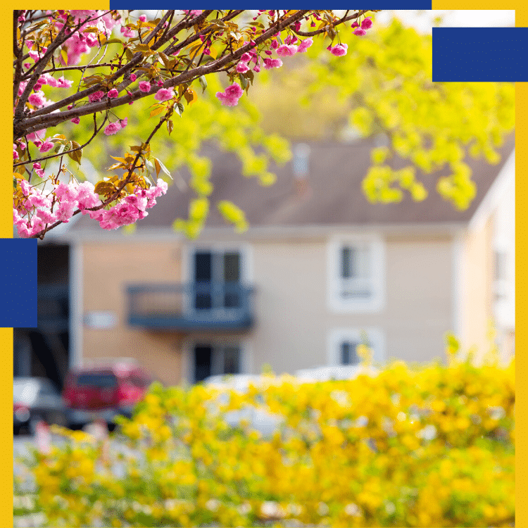 为春天在卡尔加里的家做准备