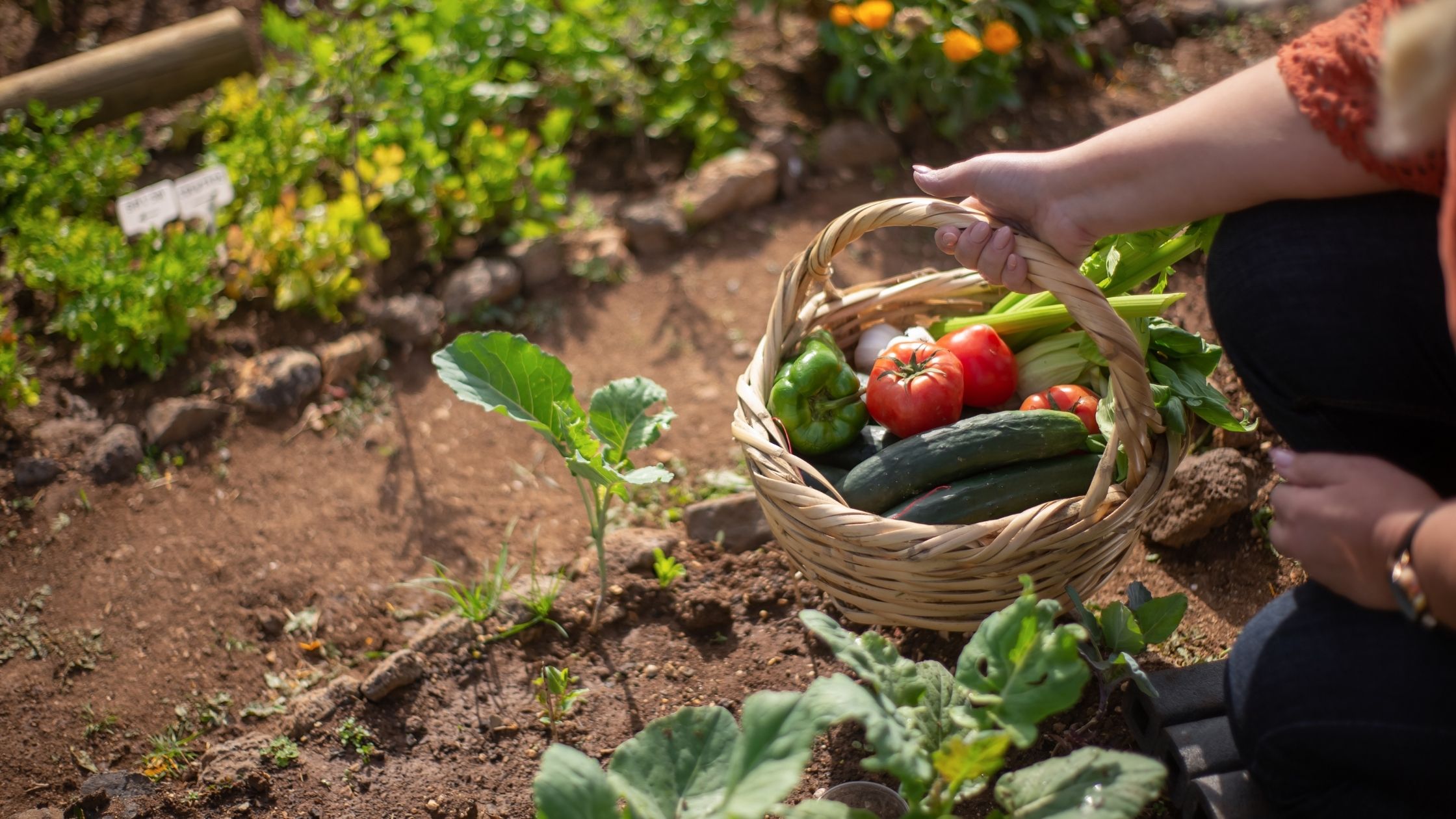 https://雷竞技下载链接官网appwww.explorizers.com/mountain-view/wp-content/uploads/sites/34/2022/06/vegetable-garden.jpg