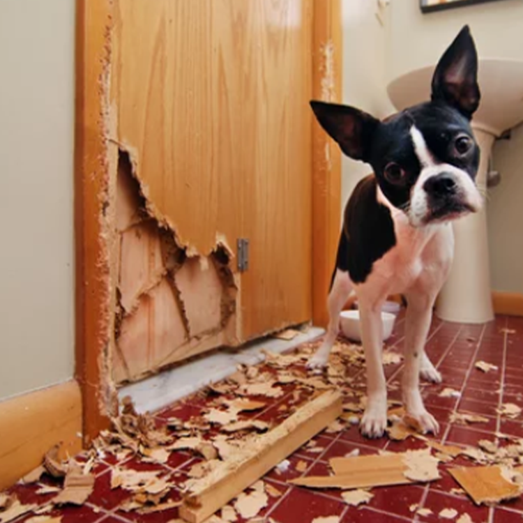 https://雷竞技下载链接官网appwww.explorizers.com/regina/wp-content/uploads/sites/43/2021/07/Pet-Damage-Our-Carpenters-Can-Help.png