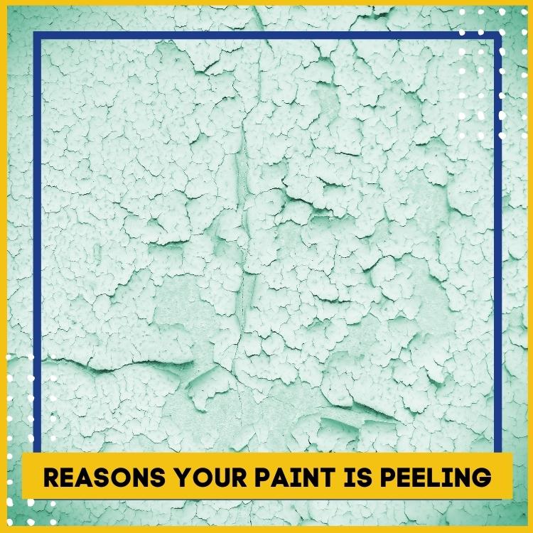 https://雷竞技下载链接官网appwww.explorizers.com/vancouverbc/wp-content/uploads/sites/32/2022/11/4-Reasons-Your-Paint-is-Peeling-in-Vancouver.jpg