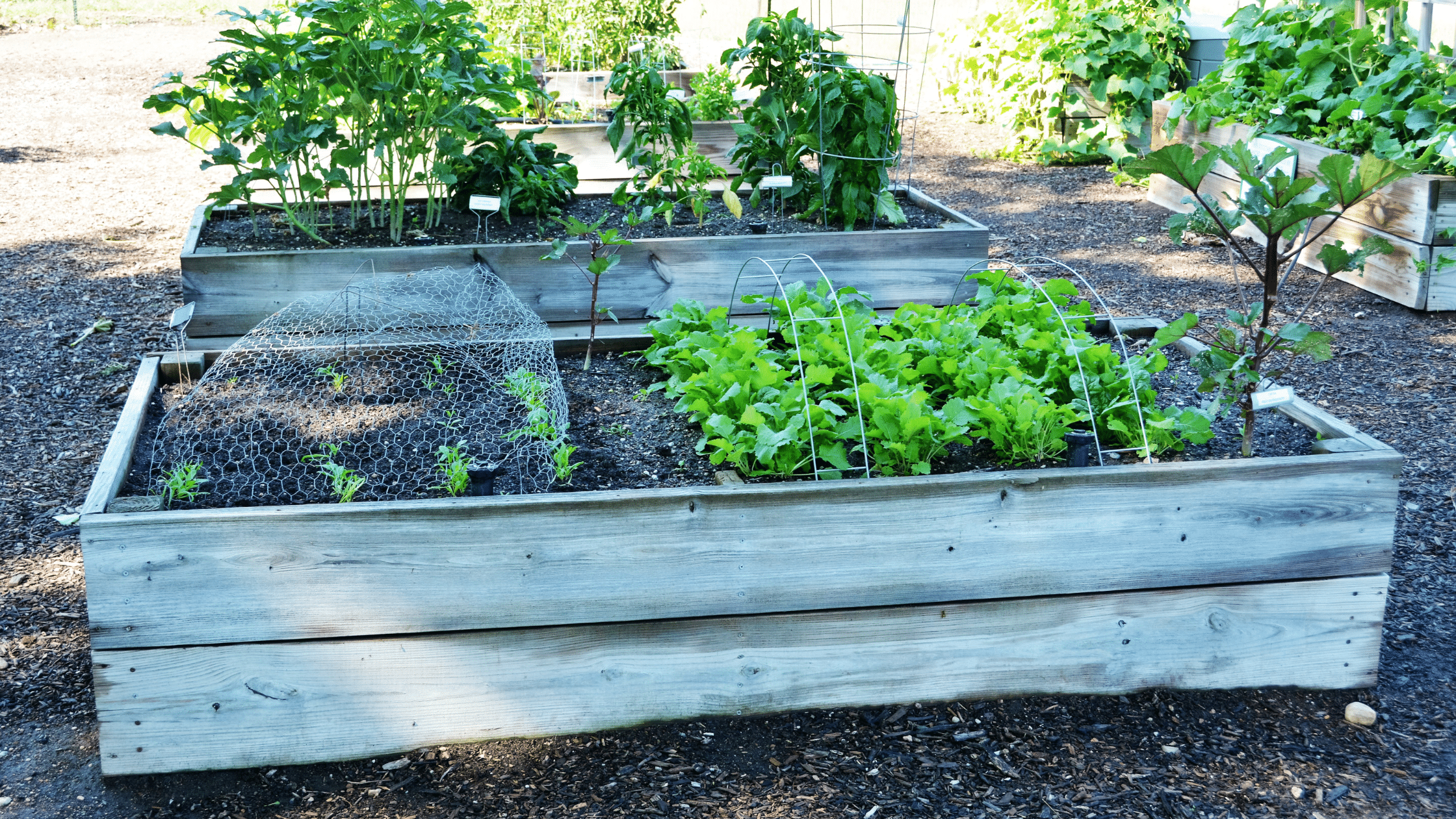 https://雷竞技下载链接官网appwww.explorizers.com/wp-content/uploads/2023/03/raised-garden-bed.png