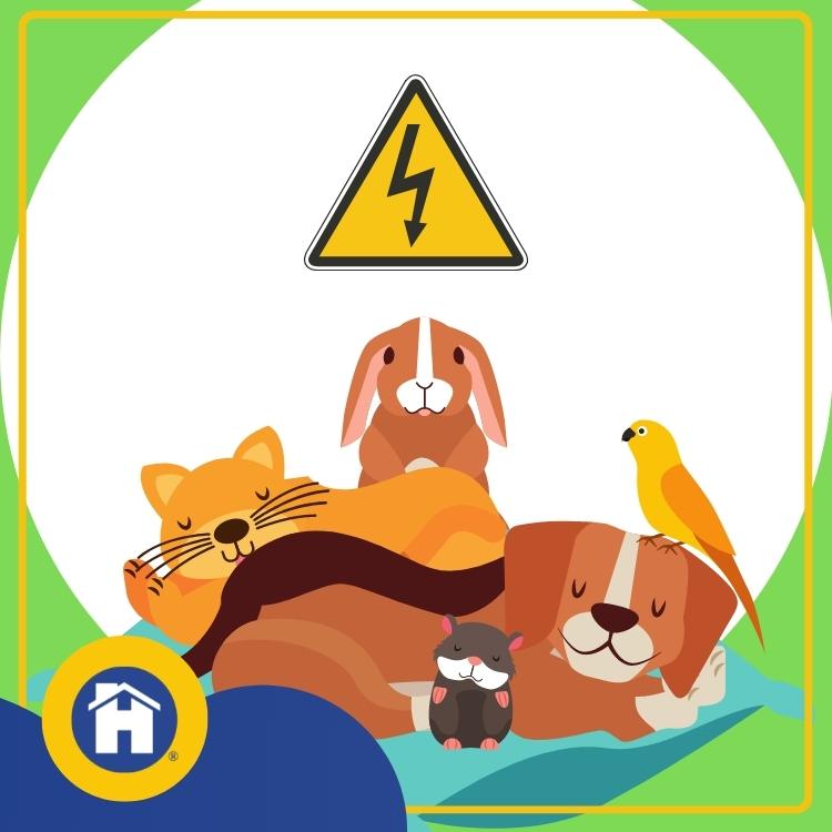电气危害你的宠物