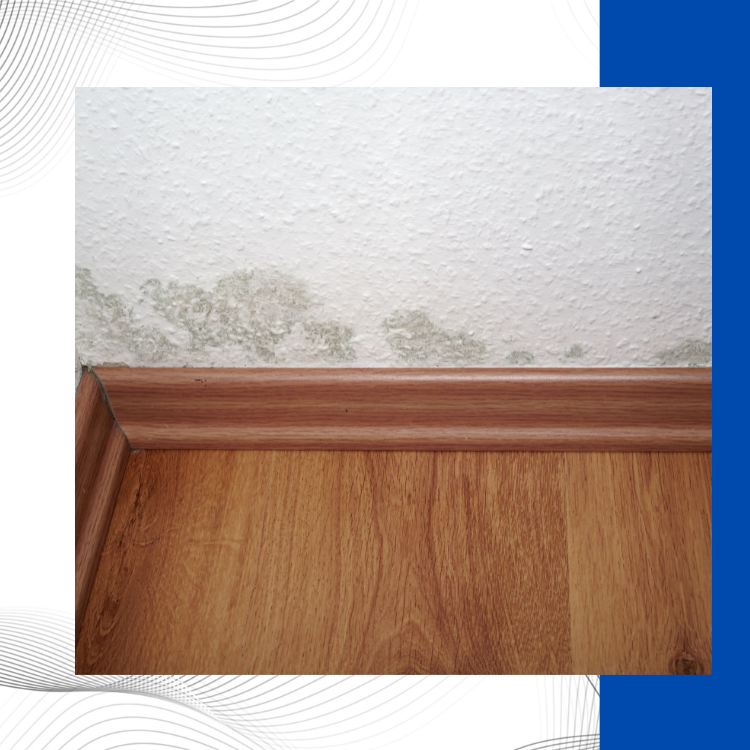 发霉的干墙的危险