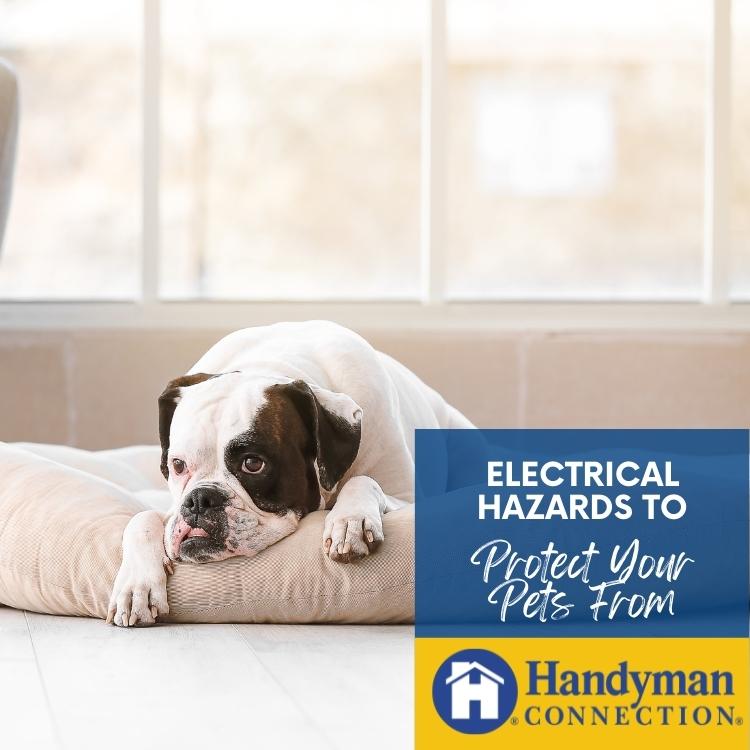 https://雷竞技下载链接官网appwww.explorizers.com/victoria/wp-content/uploads/sites/52/2022/11/Victoria-Electrician-4-Electrical-Hazards-to-Protect-Your-Pets-From.jpg